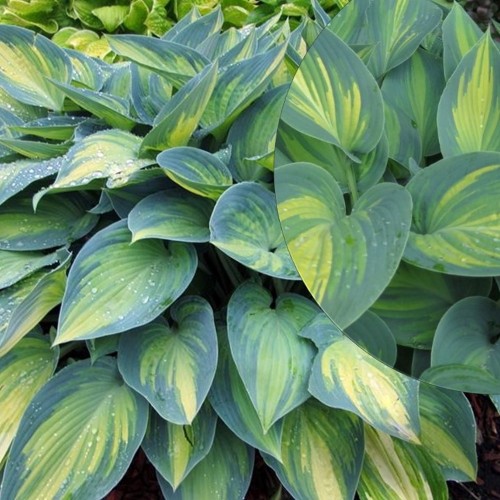 Hosta 'June' - Hosta 'June' C1/1L